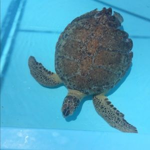 Meet your Posher, Patrice